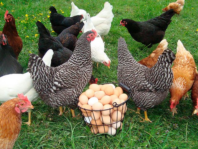 Содержание кур и уход за ними | ЗооТом - продажа, вязка и услуги для животных в Белогорске