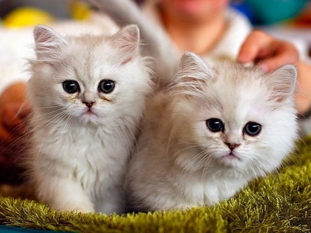 Породы кошек в Белогорске | ЗооТом портал о животных