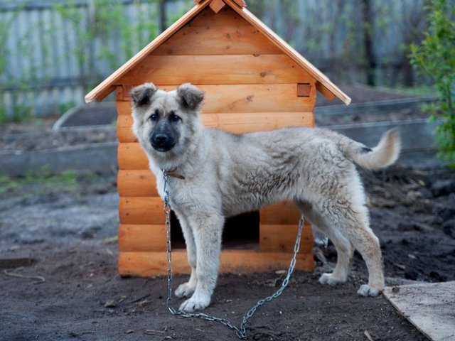 Все о собаках в Белогорске Все о собаках в Белогорске